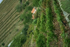 The Nacional Vineyard - one of the 10 greatest vineyards on earth!