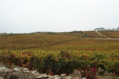 Quinta Sra. Rosario after the harvest