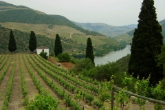 Quinta de Roriz vineyard just above the Douro
