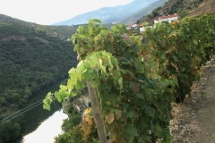 Fonseca Quinta do Panascal
