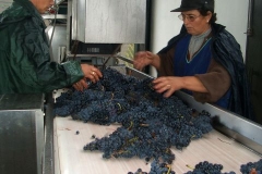 Triage table at Quinta do Crasto