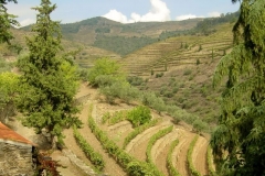 Her Majesty - One point of view of Malvedos' Vineyards