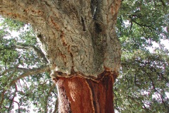 Corck Oak