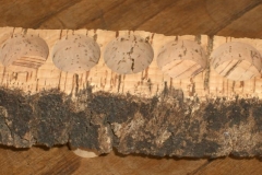 Cork bark