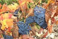Harvest Colors
