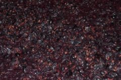 Grapes in lagar at harvest