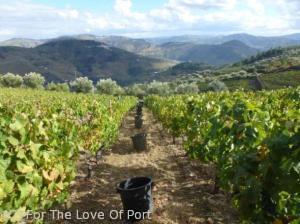 Douro Vineyards Harvest Time