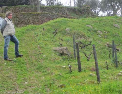 Niepoort’s Quinta de Nápoles