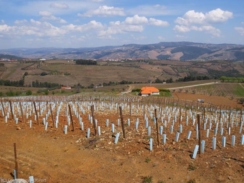 Two hectares of vineyards for the Morgadio da Calçada white wines