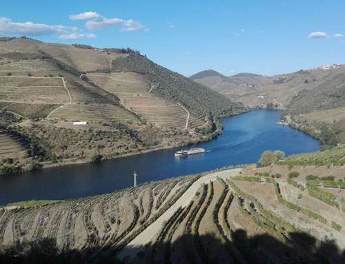 2026 Vindima News from Douro