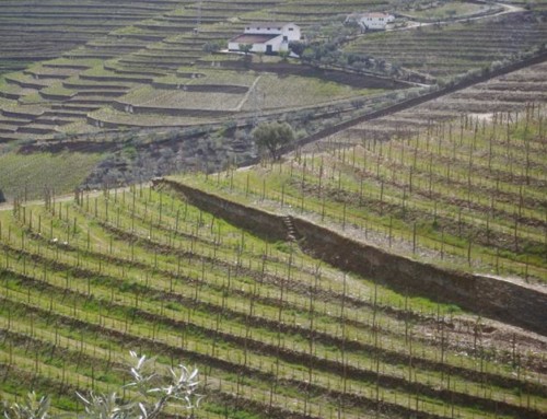 Reflections on Douro Wine and the 2004 Vintage